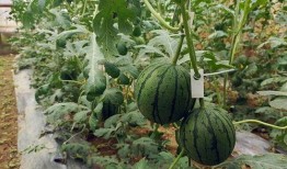 五一吃瓜爆料最新一期,揭秘明星幕后故事，热点事件大揭秘！